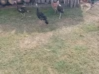 Turkeys — zdjęcie 7