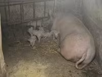 Säue, Крупная белая — Foto 2