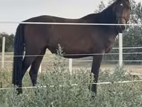 Кобила, Nonius horse — фото 7