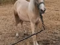 Caballo, Caballos — foto 1