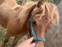 Hengst, Shetland Pony — Foto 1