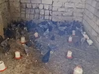 Chickens — fotografija 4