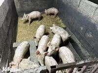 猪（批次，未指定性别）, Pigs — 照片 2