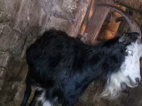 Koza, Kamori goats — fotografija 2