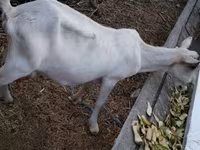 Cabra, Cabras — foto 6
