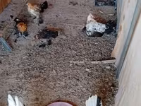 Bantam — photo 1