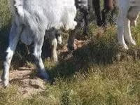 Keçi, Alpine goat — foto 3