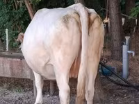 母牛, Charolais cattle — 照片 3