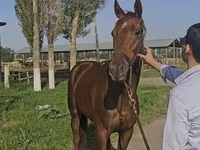 Kobyła, Thoroughbred horse — zdjęcie 2
