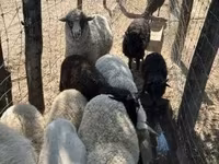 Owca, Merino sheep — zdjęcie 6
