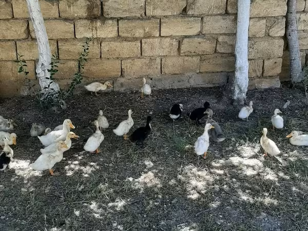 Nemački pekin