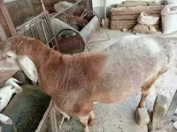 Widder, Arashan sheep — Foto 1