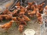Chickens — zdjęcie 2