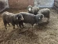 Ovan, Merino sheep — fotografija 3