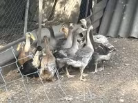 Ducks — photo 1