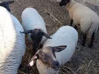 公羊, White Suffolk sheep — 照片 1