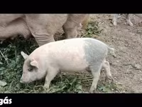 Pigs (batch, sex not specified), Pigs — photo 1