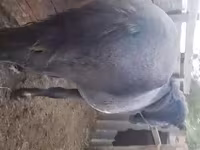Koń, Konie — zdjęcie 4