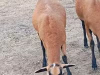 Schaf, Cameroon sheep — Foto 5