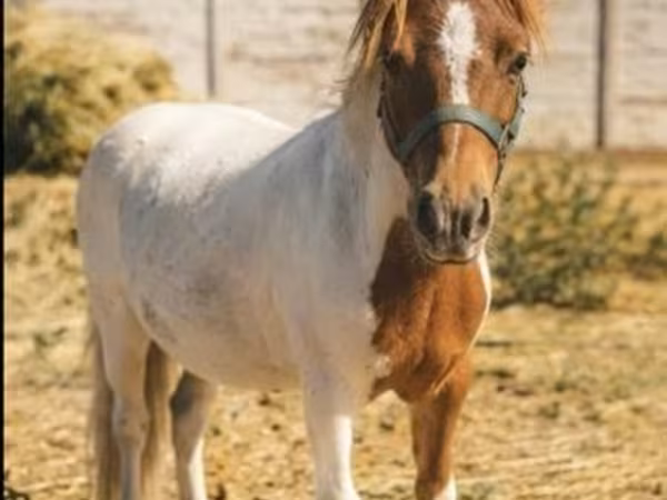 Pastuv, Коњи