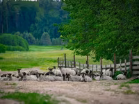Ovan, Romanov sheep — fotografija 4