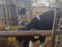 Бик, Russian Black pied cattle — фото 2