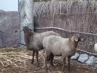 Brebis, Moutons — photo 5