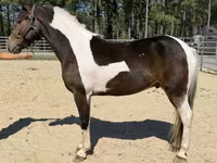 Pastuv, American paint horse — fotografija 2