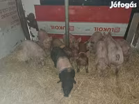 公猪, Pigs — 照片 2