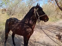 Horse (M), Karabair horse — photo 1