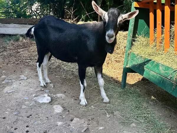 Теке, Alpine goat