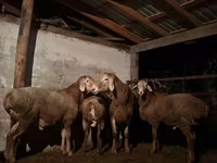 Carneiro, Ovelhas — foto 6
