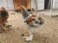 Brahma — Foto 2