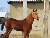 Horse (M), Karabair horse — photo 1