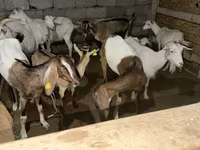 Koza, Saanen goat — zdjęcie 3