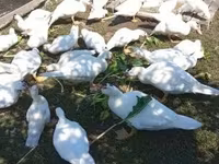 Ducks — fotografija 2