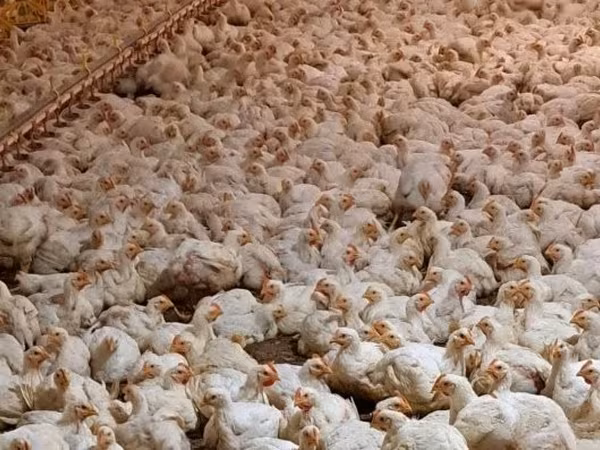 Chickens — ハンガリー