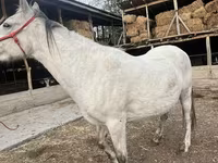 Бие, Tersk horse — 3-сурет