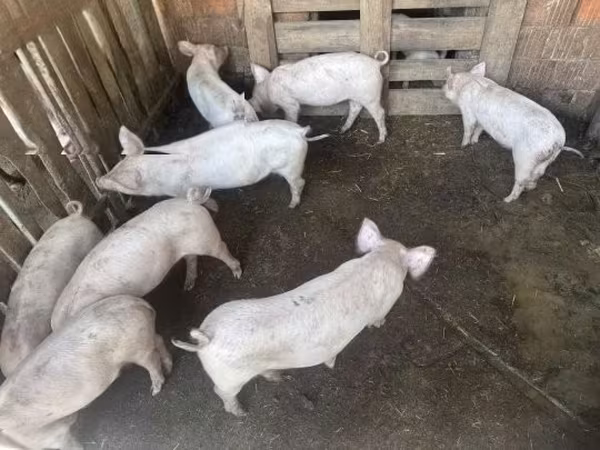 Świnie (partia, płeć nieokreślona),  — Węgry