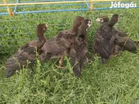 Turkeys — photo 2