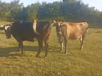 Krava, Simmental cattle — fotografija 4