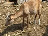 Billy Goat, Goats — photo 1