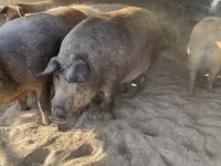 Schweine (Partie, Geschlecht nicht angegeben), Мангалица — Foto 5