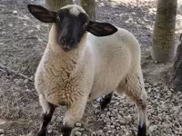 Ram, Sheep — photo 5