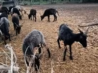 Qoyun, Racka sheep — foto 5