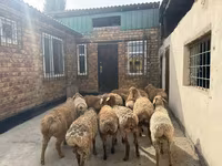 Qoʻchqor, Rhon sheep — 8-rasm