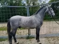 公马, Lipizzaner — 照片 1
