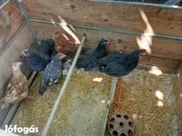 Chickens — photo 1