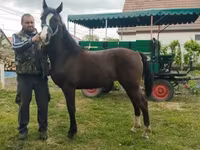 雌馬, Dutch warmblood horse — 写真 1