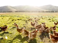 Chickens — foto 7